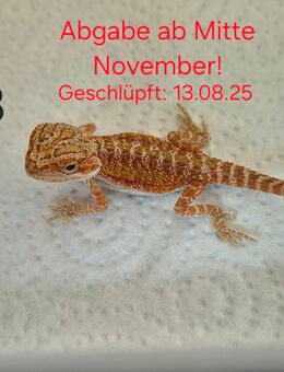 Bartagamen Babys - Ichenhausen