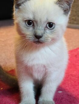 Nur noch 4 Britisch Kurzhaar kitten - Borkow