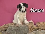 Sensa möchte mit dir durchs Leben - Essingen (Rheinland-Pfalz)