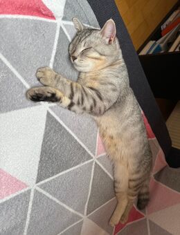 Deckkater 50€ - Ingolstadt