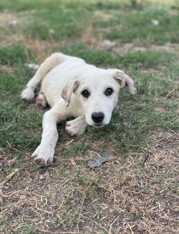 Paula sucht ihre Menschen - Schmitten