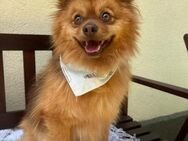 Tobi2 SR unkomplizierter Sonnenschein - Neustadt (Rübenberge)