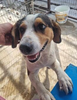 Pavarotti von kettenlos - Bollingstedt