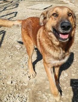 Django von kettenlos - Bollingstedt