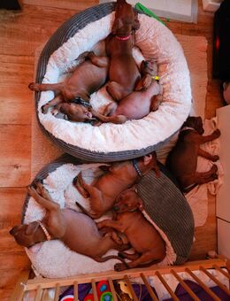Rotbraune deutsche Pinscher suchen liebevolles Heim - Rathenow