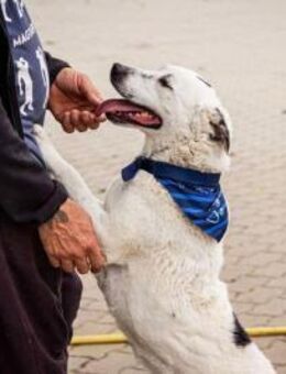 Dallas sucht seine Menschen - Nordwalde