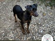 Chip 2182163: Sucht ein Zuhause - Kirchzell
