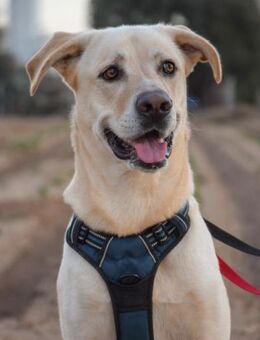 Balu hätte so gerne eine Familie - Laatzen