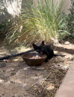 Süßer Simba sucht DICH! - Walluf