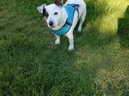 Liebenswürdiger Jack Russel Bub SHIRLEY♥ - München