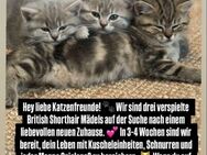 Liebevolle kitten abzugeben - Troisdorf