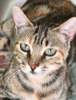 Liebevolle Love sucht DICH! - Walluf