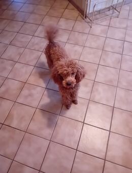 Der letzte Zwergpudel Welpe Rüde sucht ein liebevolles Zuchause - Schwarzenborn (Hessen)