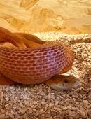 Bloodred Tessera het Anery Kornnatter‘ Männchen in 46236