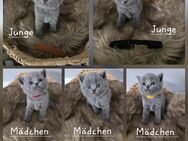 Wunderschöne BKH Kitten - Ahaus