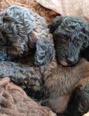 Wurfankündigung für super süße zwergpudel im Berliner Süden in 14532