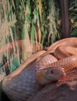Dringend! Kornnatter snow abzugeben - Gifhorn