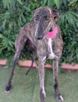 Faustino sucht Menschen mit Geduld - Laatzen