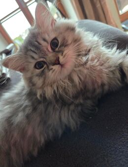 1 Mädl sucht noch ein Zuhause - Bad Birnbach