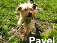 Pavel -als Weihnachtsgeschenk ungeeignet - Berlin
