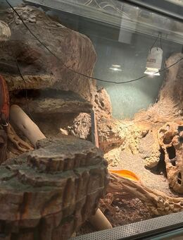 Leopardgeckos mit Terrarium 120 cm - Ganderkesee
