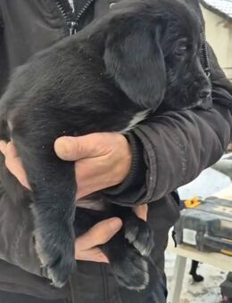 Weimaraner Mischlinge - Gammelin