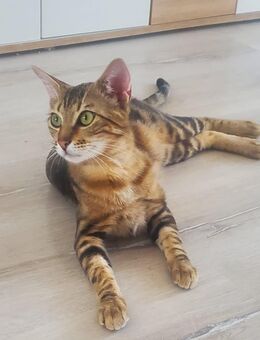 Kater abzugeben - Mischung aus OKH und Bengale - Sonthofen