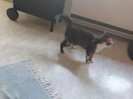 Katze abzugeben in liebevolle hände - Esslingen (Neckar)