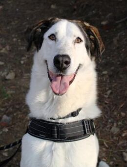 Cleo wer zeigt ihr die große weite Welt? - Laatzen