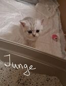 Britisch Kurzhaar in 47167