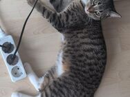 Katzen Hauskatzen - Dülmen