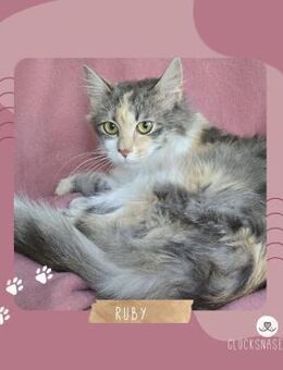 Katzenmädchen Ruby liebt Menschen sehr - Lalendorf