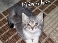 BKH Kitten lieb und verschmust - Wuppertal