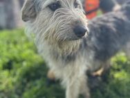 Roxy Treue Seele mit Abenteuerlust - Müglitztal