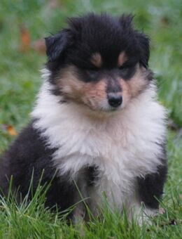 Vier Langhaarcollie Mädels in tricolour und sable suchen bald ein neues liebevolles Zuhause (VDH /FCI/DCC) - Wiesbaum