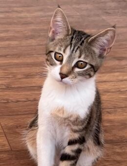 Maine-Coon Mix 5 Monate Alt - Minden Rodenbeck