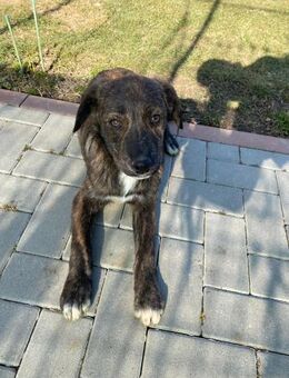 💙 𝐁𝐄𝐍𝐍𝐘 - Markkleeberg