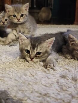 7 reinrassige BKH Kätzchen Kitten - Welzheim