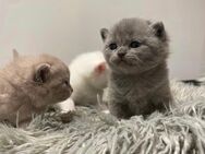 ♥️ Wunderschöne Bkh Babykatze Britischer Babykatze ♥️ - Wesseling