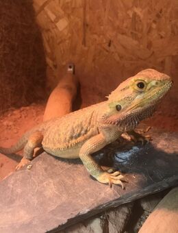 weibliche Bartagame/ Farbagame orangetiger leatherback - Norderstedt