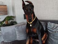 Dobermann - Prüm
