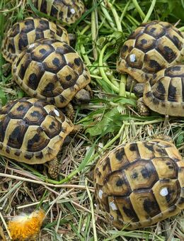 Griechische Landschildkröten THB Nachzuchten 2024 - Königsbrunn