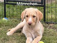 Doodle/Labrador Welpen - Hahausen