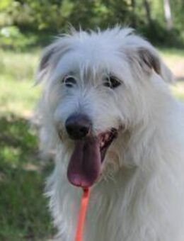 Yuki, schüchtern,als Zweithund - Neuhausen (Spree)