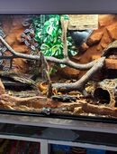 Terrarium 120×60×60 cm – handmodellierte Rückwand – komplett eingerichtet in 63477