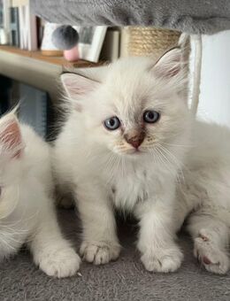 Heilige Birma Kitten Katzen Babies - Obernbreit