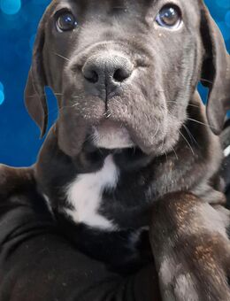 Schöne, gesunde + kräftige Cane Corso Welpen jetzt abgabebereit - Zollikon