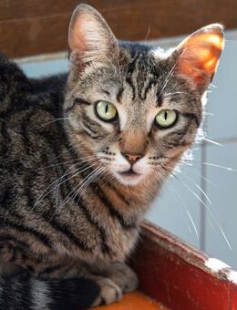 Kater Moon 3 - Bochum