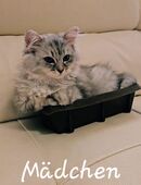 Zwei süße Kätzchen suchen ein neues Zuhause 🥰 in 06130