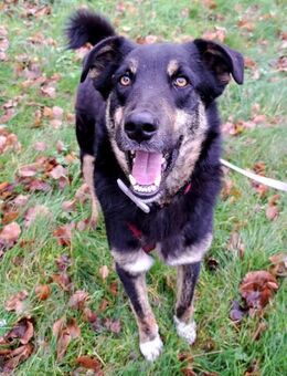Bandi - ein sanfter Riese - Löwenberger Land